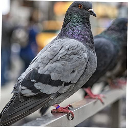 100pcs Colorful Poultry Foot Rings Large Clip-on Leg Bands for Pigeons Doves Ducks and Chickens Easy Identification for Bird Breeders and Enthusiasts