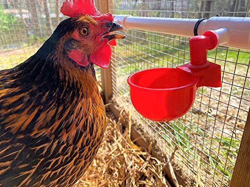 Chicken Waterer PVC Tee Fittings 3/4 Inch (12-Pack) for Threaded Poultry Waterer Cups/Nipples/Feeders, Suitable for Chicks, Duck, Goose, Turkey - Fits 3/4" Sch. 40 PVC Pipes