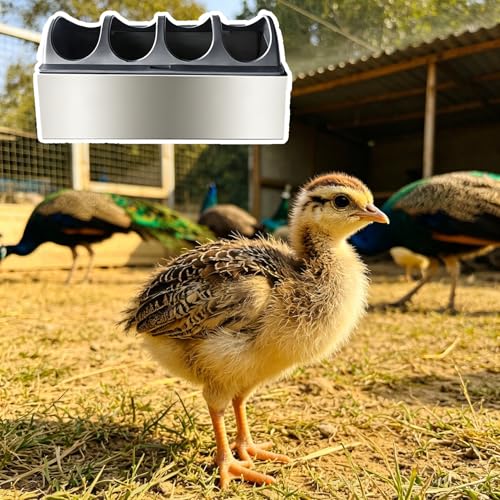 Peacock Feeder Trough for Meal Worms, Multi-Compartment Chicken Coops Water Trough, Rust-proof Anti-waste Chick Feeder, Easy to Clean(L20cm/7.9") - size: L20cm/7.9"