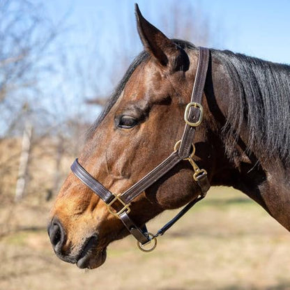Jeffers Versailles Triple Stitched Leather Horse Halter with Double Buckle Crown & Throat Snap, Adjustable Premium Leather - size: Full