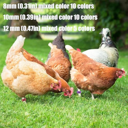 100pcs Foot Bands - 8/10/12mm Poultry Leg Straps, 10 Colors, No. 001-500 Poultry Leg Straps for Chicken, Duck, Pigeon 10mm (0.39in) 001-100 - color: 10mm (0.39in)001-100