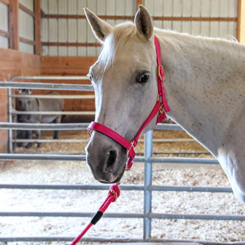 Majestic Ally Halter with Lead Rope for Horses–Adjustable Chin and Crown–Rolled Throat Latch with Replaceable Snap–Padded Noseband–Heavy Duty Rose Gold Finish Hardware - color: Turquoise