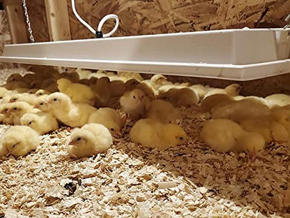 Safe Heater for Chicks, Coops, & Animals, OH11x40, 150 Watt