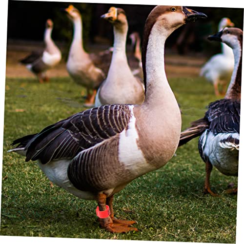 100pcs Bright Colors Meat Pigeon Anklet Pigeon Foot Rings Poultry Leg Bands Identification Ring for Birds Chicken Supplies