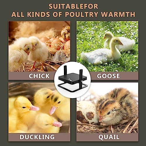 Brooder Heater Plate, 10.8"x 10.8" Chick Heating Plate,Chicken Brooder Heater with Ajustable Temperature,Height and Angle,Brooder Heater for Chicks,Ducklings and Reptiles, Suitable for 10-20 Chicks