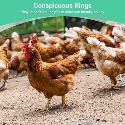 Poultry Leg Bands, 6 Colors 100PCS/Bag 16MM 001-100 Numbered Plastic Poultry Chickens Ducks Goose Leg Bands Rings for Chickens Gamefowl Turkey Duck Goose(Red) - color: Red