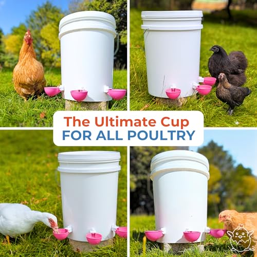 Lil'Clucker - Large Automatic Chicken Waterer Cups Suitable for Ducks, Geese, Turkeys, and Bunny Rabbit - Water Feeder Kit - Poultry Waterer (Pink, 8 Pack) - color: Pink, size: 8 Pack