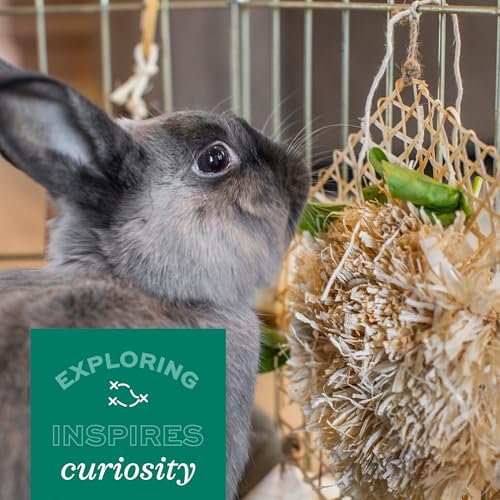Oxbow Enriched Life Play Wall, Rabbit & Guinea Pig Toy, Enrichment for Bunny, Guinea Pig, Hamster, Rabbit, Chinchilla, Rat, Chinchilla Cage Accessories, Bunny Accessories for Cage, Small - size: .27 LB