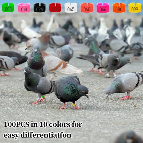 100PCS 8mm Chicken Leg Bands, Plastic Chicken Leg Rings with 8 Colors, Numbered Quail Bird Leg Bands Identification, Ankle Ring for Bantam Finch Dove Lovebird Coturnix Quail Duck Small Birds Supplies