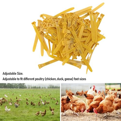 HEEPDD Chicken Leg Bands, Adjustable Fadeless Numbered Plastic Poultry Identification Leg Rings with Clear Colorfast Engraving, for Duck Goose Chicken Management (Yellow) - color: Yellow