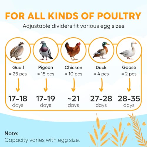 Incubator for Hatching Eggs - Ideal for All Ages - Automatic Turner and Humidity Control - Integrated Candler - 10 Eggs - Okkobi M10 - Green & Orange