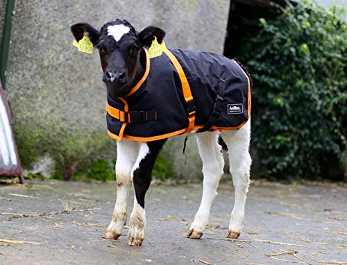 AniMac Super Calf Jacket for Calves, Sheep, Alpaca, Goats and Dogs – Premium Waterproof Livestock Coat – Breathable – Synthetic – Machine Washable - size: Medium