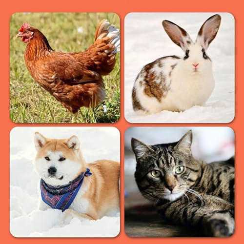 Chicken Coop Heater for Winter, 160 Watts Energy-efficient Rapid Radiant Heating Chicken Heater, Adjustable Temp Radiant Heat Panel, for Chick Kitten Puppy Poultry Pets
