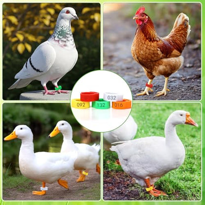 PETKNOWS 150 PCS Plastic Chicken Leg Bands,Adjustable Poultry Leg Rings Color-Coded Leg Bands for Chickens for Hens Ducks Quails Small Bird Pigeons Goose Turkey Flock Management