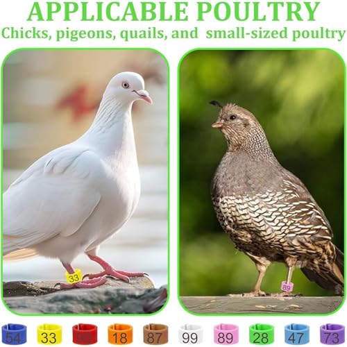 100Pcs 8mm Clip-On Bird Leg Rings, Colored Numbered Identification Bands for Pigeon, Quail, Chick, Bantam and Small Birds