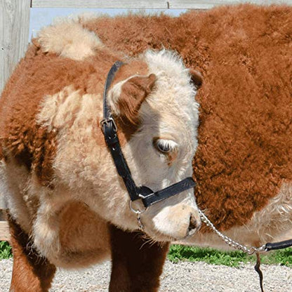 Derby Originals Premium Fancy Stitch Flat Leather Cattle Show Halter – Adjustable Fit with 48" Lead and 14" Chain, Small/Medium/Large – 1-Year Warranty - color: Havana, size: Medium (650-1050lbs)