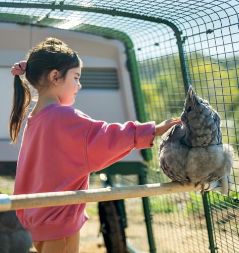 Omlet Chicken Perch | Enhance Your Outdoor Chickens Run with a Fun Accessory | Naturally Weather Resistant Perch with an Innovative Bracket Design | Eucalyptus Wood | 6ft - size: 6ft