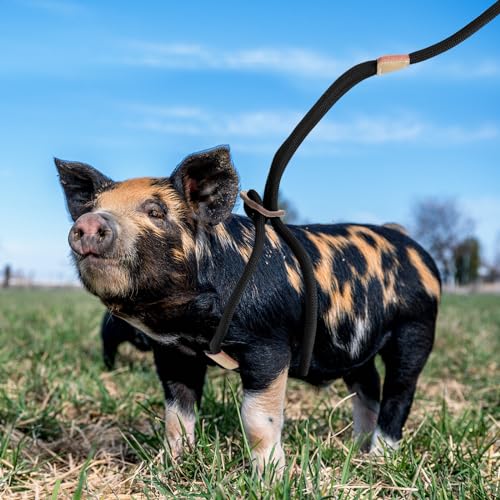 Mini Pig Harness & Leash, Adjustable 8 Feet Long Rope for Small to Medium Pet Pigs - color: Black