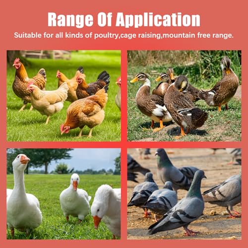Chicken Feeder and Waterer Set, Chick Poultry Feeding Equipment Kit Automatic Feeding and Watering for Baby Turkey Guinea Fowl Quail Pigeons Ducks(2.2lb+1L)