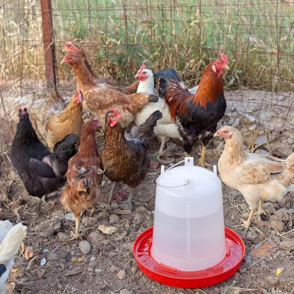 Pickmesh 2 Pcs 2 Gallon Plastic Poultry Drinker Poultry Waterer Automatic Chicken Water Feeder Fed Water Container Jar for Duck Baby Chicks Rabbit Turkeys Outdoor Farm