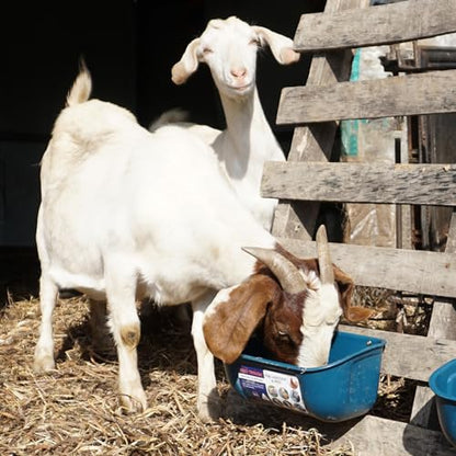 Goovilla Chicken Feeder Waterer, Hanging or Screw-in Fence Feeders with Clips, 2 Pack 5 Quart Goat Feeding Supplies, Duck Piglet Sheeple Coop Dog Livestock Poultry Plastic Feeder Trough Bucket, Blue - color: Dark Blue, size: 5 Quart