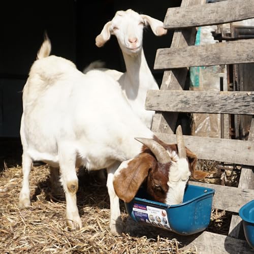 Goovilla Chicken Feeder Waterer, Hanging or Screw-in Fence Feeders with Clips, 2 Pack 5 Quart Goat Feeding Supplies, Duck Piglet Sheeple Coop Dog Livestock Poultry Plastic Feeder Trough Bucket, Blue - color: Dark Blue, size: 5 Quart