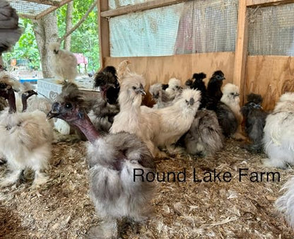 Silkie Chicken Fertile Hatching Eggs - Shipped in Foam from Silky Birds