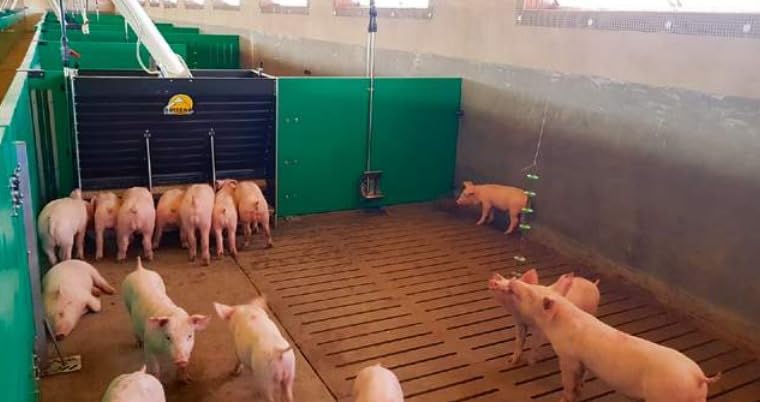 Pig Toy - Toys for Pigs - Stress and Boredom Relief - Pig Chew Toy Chain for Enhancing Behavior - Piglets Accessories - Farm and Domestic Use - Enjoyment and Fun
