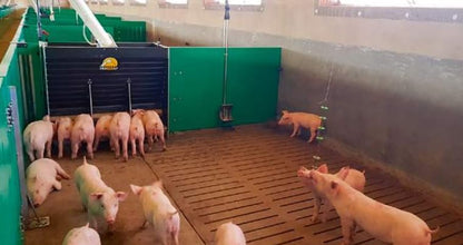 Pig Toy - Toys for Pigs - Stress and Boredom Relief - Pig Chew Toy Chain for Enhancing Behavior - Piglets Accessories - Farm and Domestic Use - Enjoyment and Fun