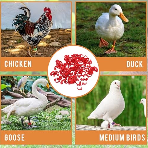 100PCS 20mm Chicken Leg Bands, 001 to 100 Numbered Colorful Chicken Birds Poultry Identification Leg Bands for Chicks Ducks Pigeons Goose Quail Yellow (red) - color: red
