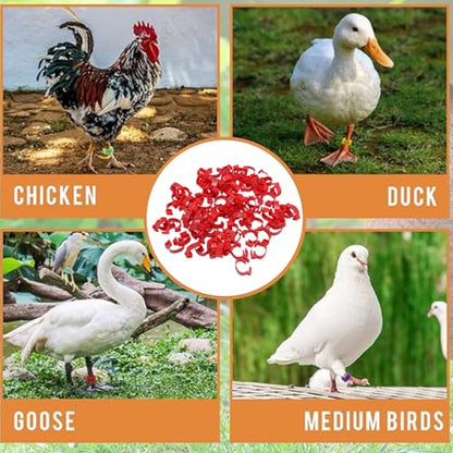 100PCS 20mm Chicken Leg Bands, 001 to 100 Numbered Colorful Chicken Birds Poultry Identification Leg Bands for Chicks Ducks Pigeons Goose Quail Yellow (red) - color: red