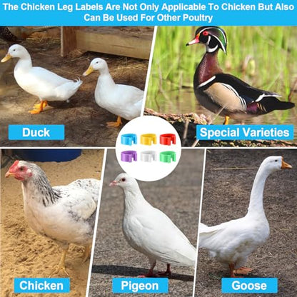 240 Pcs 20mm Plastic Chicken Leg Bands, Color-Coded Leg Bands for Chickens & Farmers