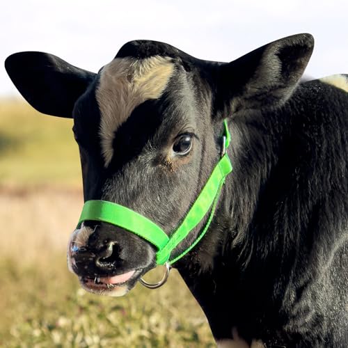 perixir Cow Halter Cattle Halters Calf Halter，Adjustable Nylon Livestock Cattle Halter，for Miniature Horse Donkey Goat Foal - color: Green, size: Large