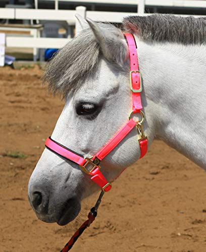 T TEKE Adjustable Horse Halters by Heavy Duty Soft Nylon, Padded with Anti-rubbing Waffle Neoprene on Both Crown & Nose - color: Blue, size: XS Pony