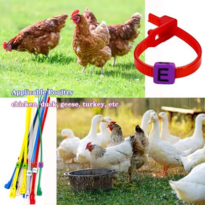 100 Pcs Adjustable Chicken Leg Bands, Colorful Poultry Identification Leg Bands with Charms Accessories for Turkey Duck Goose Bird