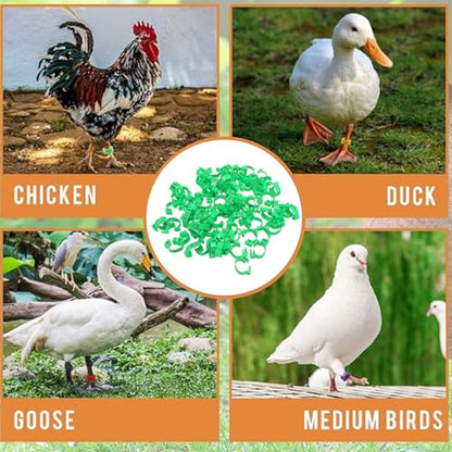 100PCS 20mm Chicken Leg Bands, 001 to 100 Numbered Colorful Chicken Birds Poultry Identification Leg Bands for Chicks Ducks Pigeons Goose Quail Yellow (Green) - color: Green