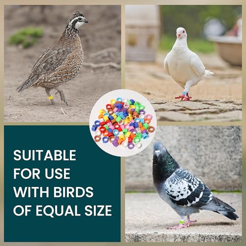Pigeon Foot Rings – Colorful Numbered Bird Leg Bands, 100 pcs | Readable identification bands for birds
