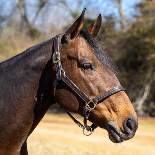 Jeffers Versailles Triple Stitched Leather Horse Halter with Double Buckle Crown & Throat Snap, Adjustable Premium Leather - size: Full