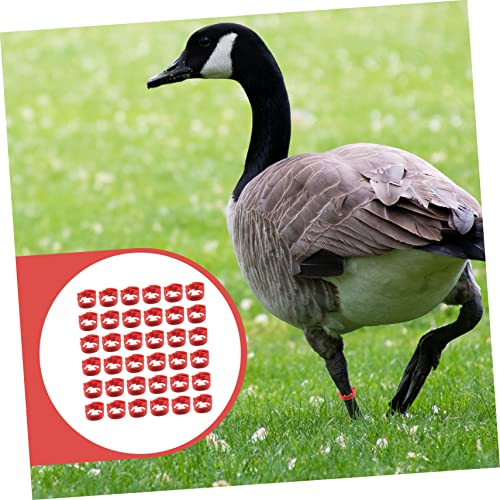 POPETPOP 100pcs Numbered Chicken Leg Rings Poultry Identification Bands for Chickens Ducks and Birds Sturdy Plastic Foot Rings Bright Colors for Easy Identification