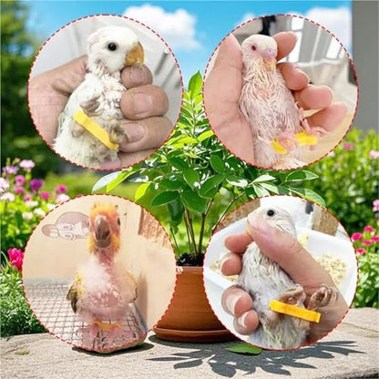 Chicken Leg Bands 60 Pcs Chicken Hobble Braces, Poultry Leg Bands, Baby Chick Hobbles, Slay Brace
