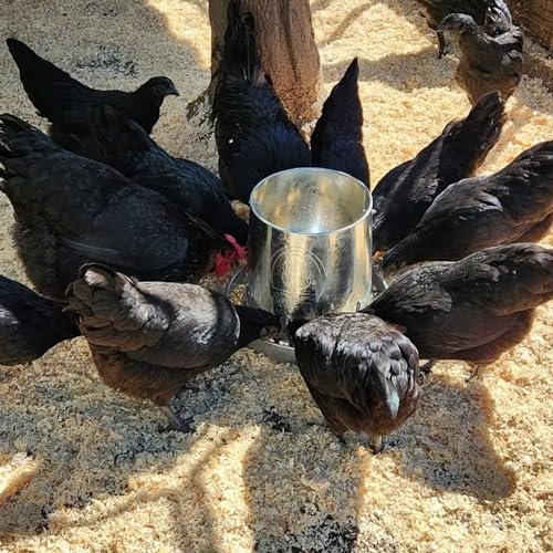 Rugged Ranch Products RuggEgg Ranch 15 Pound Capacity Versatile and Space Saving Hanging Galvanized Poultry Feeder with 3 Position Height Adjustment