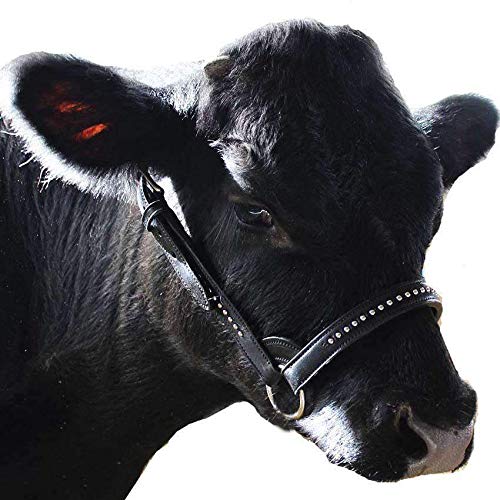 Derby Originals New and Improved Premium Show Spotted Flat Leather Cattle Show Halter with Matching Chain Lead - color: Black, size: Large (950lbs-1500lbs)
