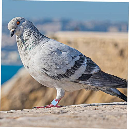 GANAZONO Pigeon Anklet Bird Leg Ring Identification Bands Plastic Chicken Leg Bands for Pigeons