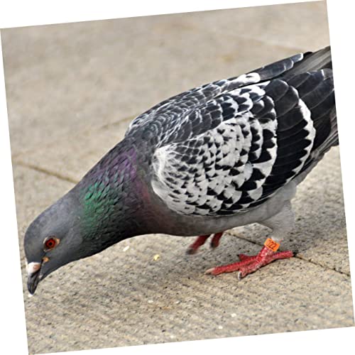 LIOOBO 100PCS 8mm Plastic Bird Foot Rings for Pigeons and Parrots Numbered Identification Rings Sturdy Leg Bands for Bird Supplies