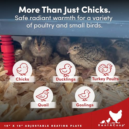 RentACoop 10x10” Heating Plate with Hard Anti-Roost Cone Set and Removable Comfort Feathers – Chick Brooder Heat Plate Warms Up to 15 Chicks – Energy Efficient - Safer Than Heat Lamps
