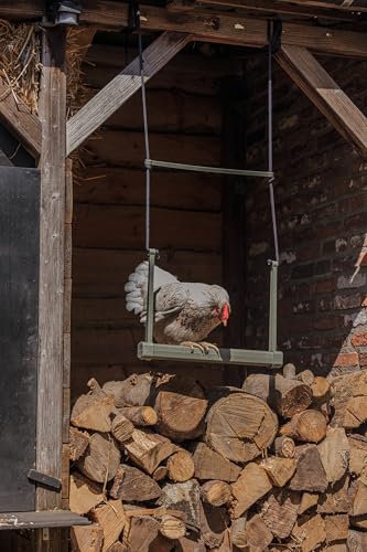 Little Giant® Chicken Swing - Poultry Enrichment Toy for Coop Exercise & Boredom Relief - Stimulating Balance Trainer for Hens & Roosters - Made from Durable Recycled Plastic