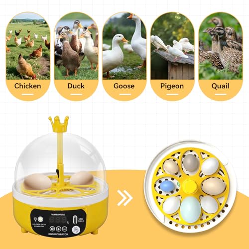 Mini Egg Incubator, 7W 4 Eggs Automatic Temperature Humidity Control Candler Poultry Hatching Machine Low Noise Tabletop Chicken Turner for Chickens Ducks Pigeons (Auto Turning) - size: Auto Turning