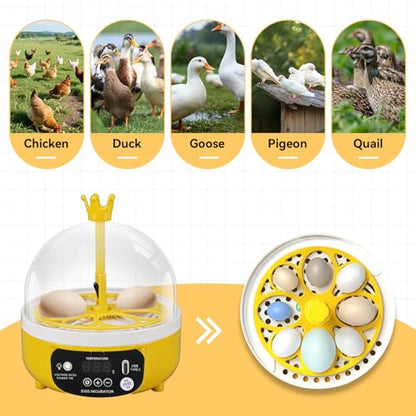 Mini Egg Incubator, 7W 4 Eggs Automatic Temperature Humidity Control Candler Poultry Hatching Machine Low Noise Tabletop Chicken Turner for Chickens Ducks Pigeons (Auto Turning) - size: Auto Turning