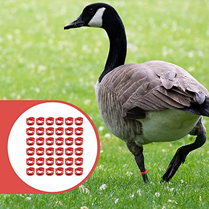 100 Pack Poultry Leg Bands - Durable Numbered Chicken and Duck Identification Rings for Easy Breed Management(Red,2 Packs) - color: Red, size: 2 packs
