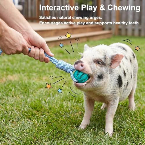 Ronyes 3Pcs Pig Enrichment Toys, Treat Dispenser Ball Toys for Mini Pigs and Farm, Hanging Chew Food Foraging Ball with Rope for Pigs, Pig Toys for Pet Pig